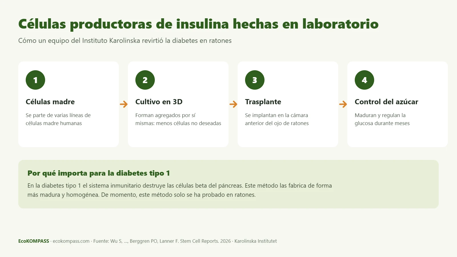 Células productoras de insulina: infografía de cómo se fabricaron a partir de células madre y revirtieron la diabetes en ratones