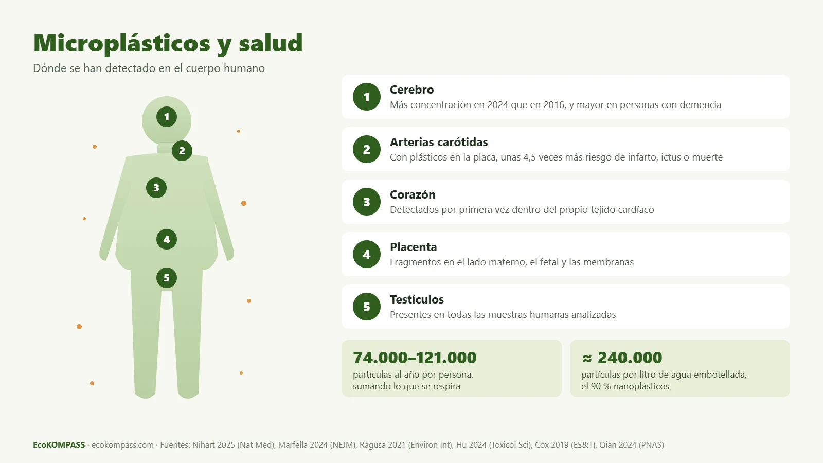 Microplásticos y salud: infografía de los órganos donde se han detectado (cerebro, arterias, corazón, placenta y testículos)