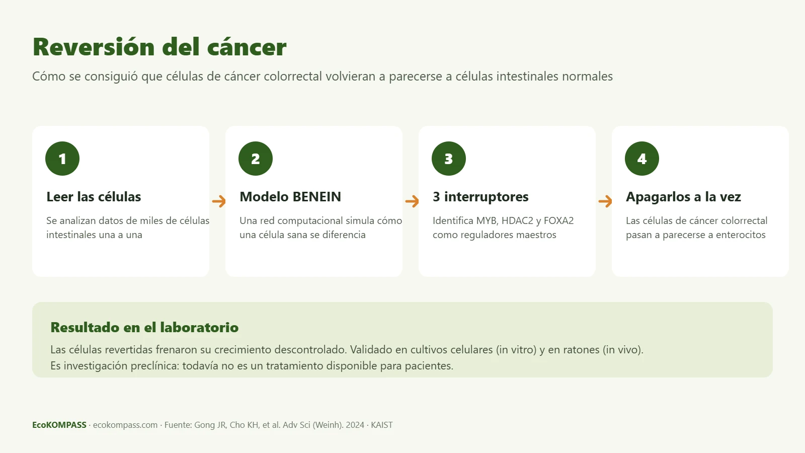 Reversión del cáncer: infografía de los cuatro pasos con los que células de cáncer colorrectal volvieron a parecerse a células intestinales normales