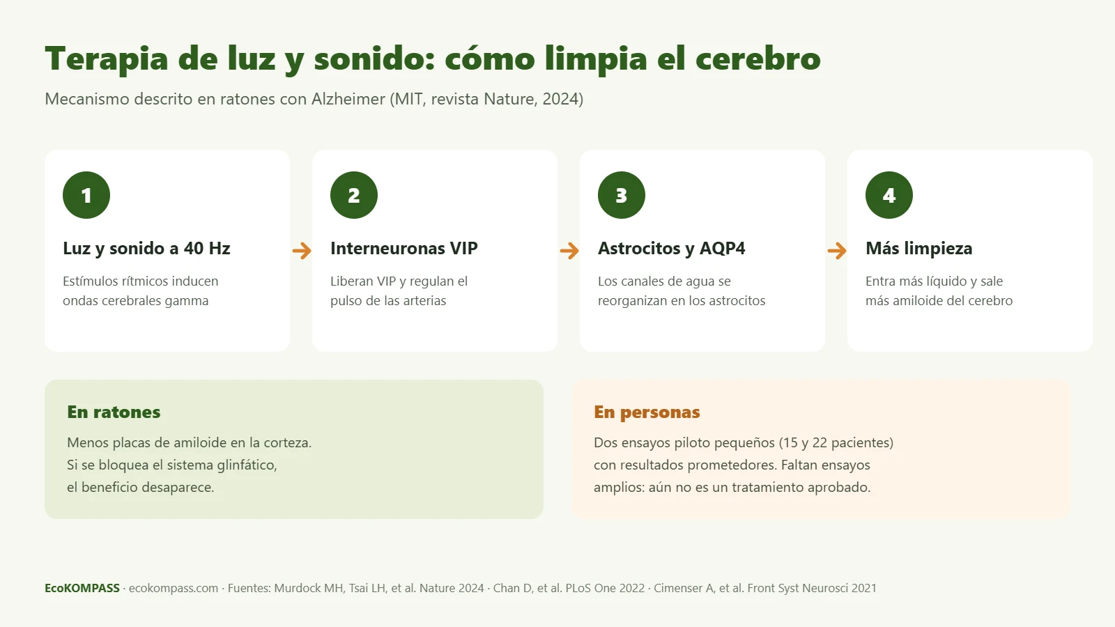 Terapia de luz y sonido contra el Alzheimer: infografía del mecanismo a 40 Hz que activa la limpieza glinfática del cerebro