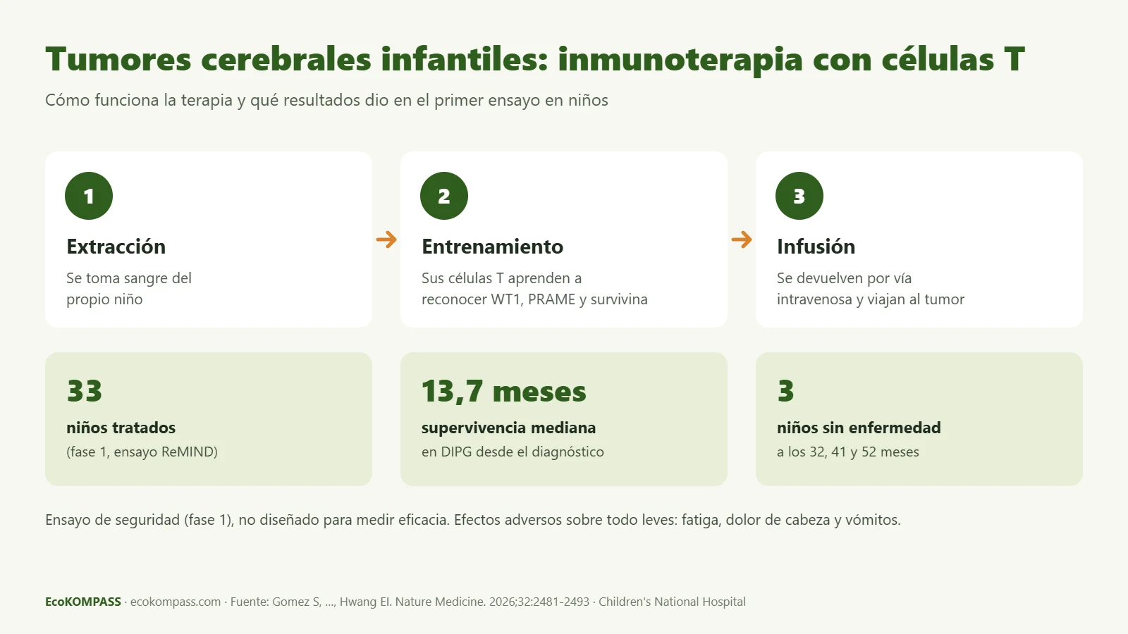 Tumores cerebrales infantiles: infografía de la inmunoterapia con células T (extracción, entrenamiento e infusión) y resultados del ensayo ReMIND