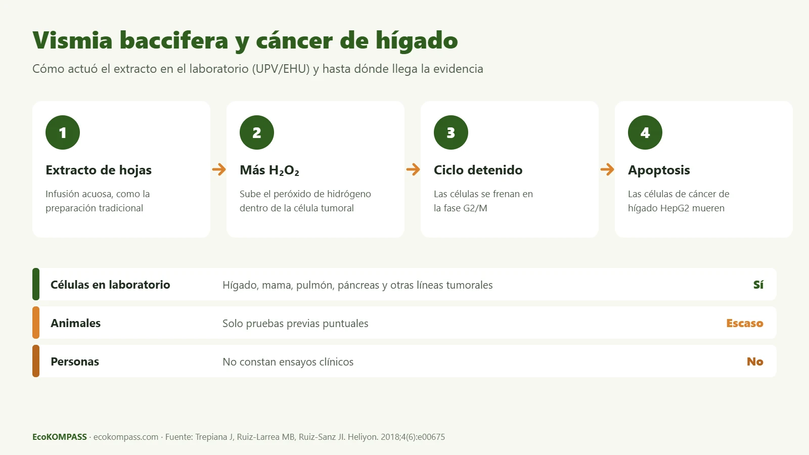 Vismia baccifera y cáncer de hígado: infografía del mecanismo del extracto en células HepG2 y del nivel de evidencia disponible