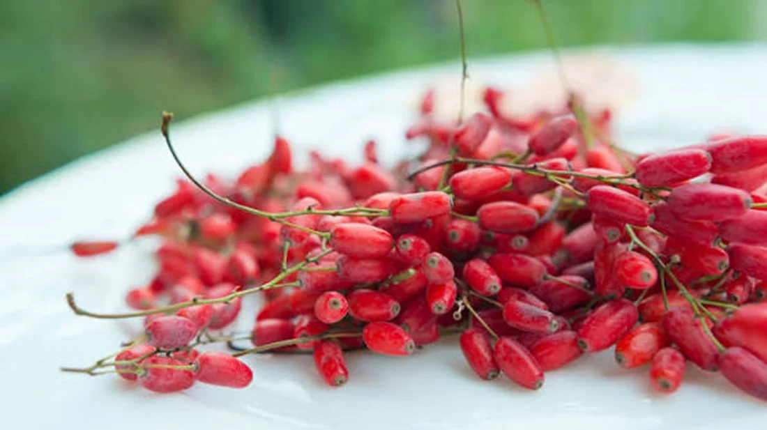 Berberina: ¿«metformina natural»? Beneficios, dosis y demás evidencias